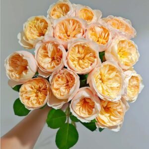 Juliet Rose丨Wholesale Rose Farms
