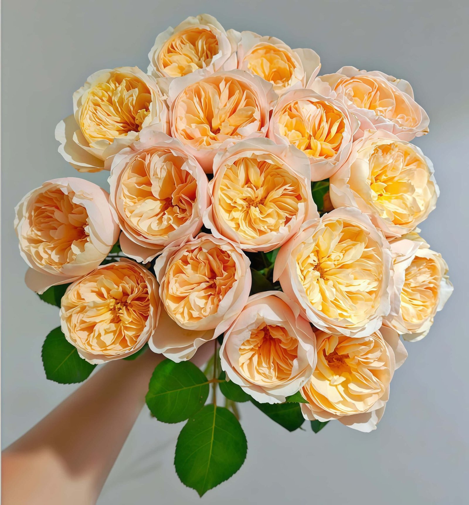 Juliet Rose丨Wholesale Rose Farms