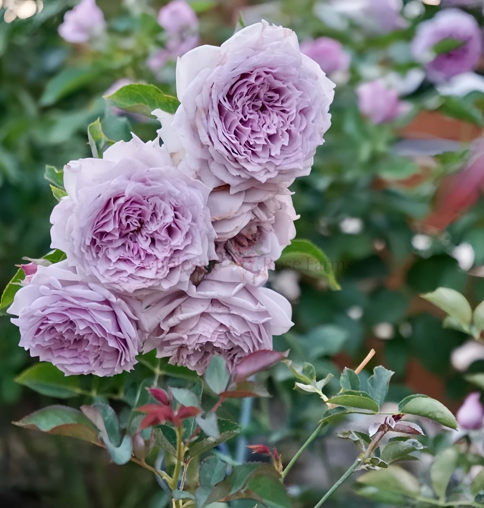 KongMeng Rose for Wholesale丨Wholesale Rose Farms