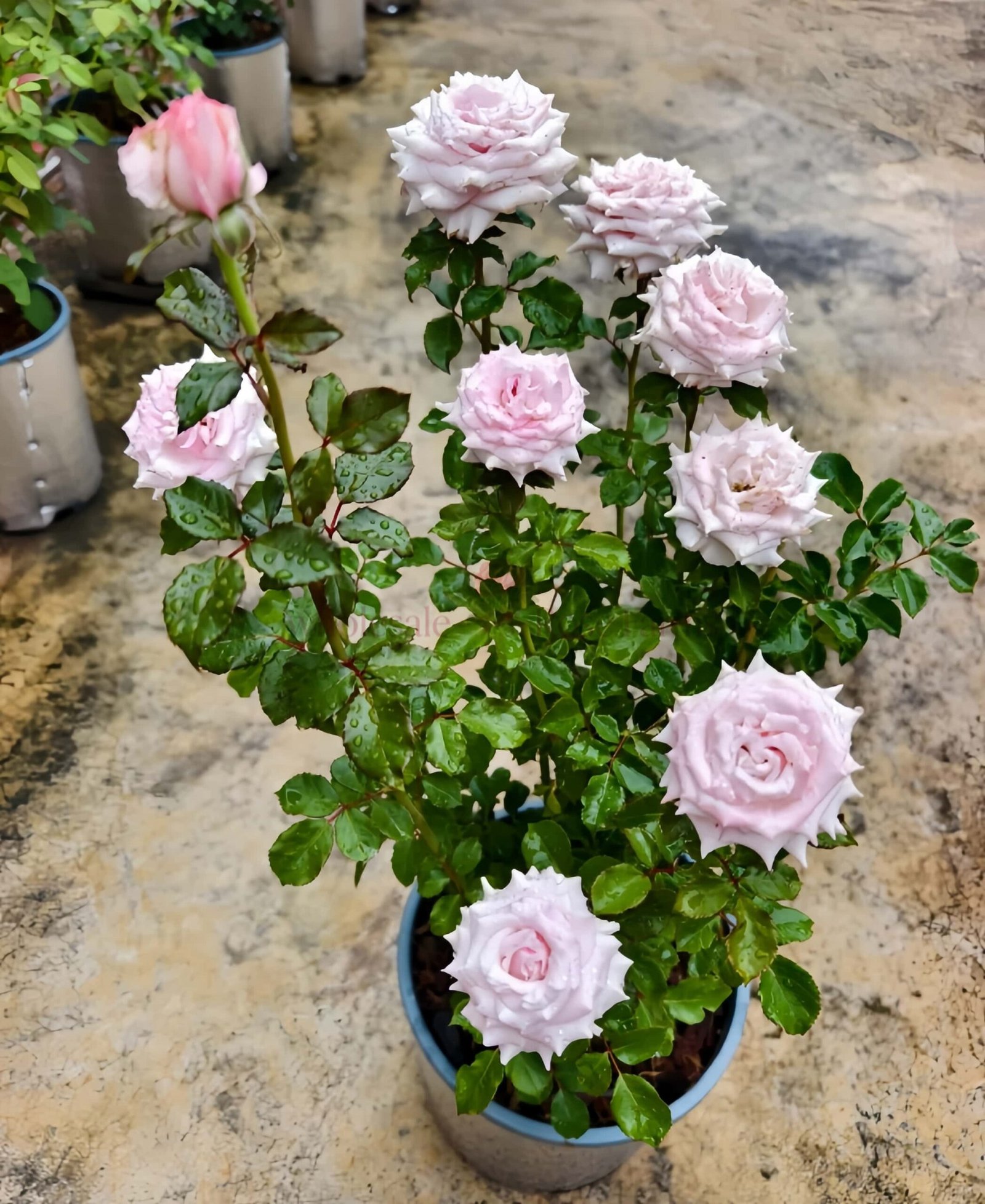 Lady Raphaela Rose丨Wholesale Rose Farms