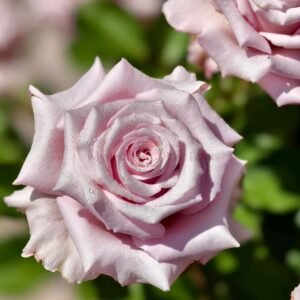 Lady Raphaela Rose plant丨Wholesale Rose Farms