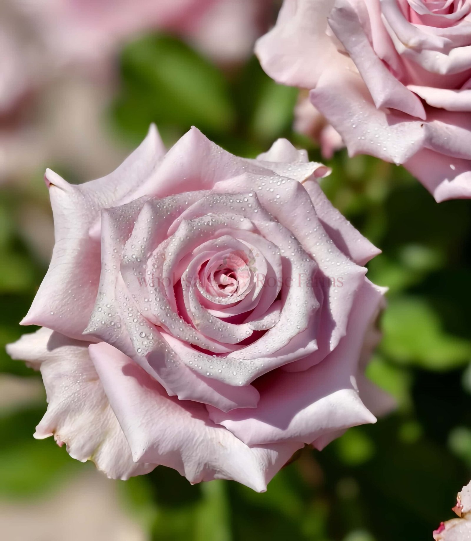 Lady Raphaela Rose plant丨Wholesale Rose Farms
