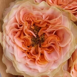 Living Coral Rose for Wholesale丨Wholesale Rose Farms