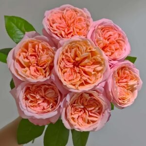 London Eye Rose plant丨Wholesale Rose Farms