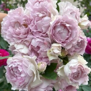 Lu Ning Xiang Rose plant丨Wholesale Rose Farms