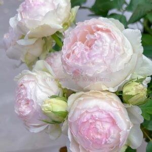 M-Perzik (Pezhu) Rose丨Wholesale Rose Farms