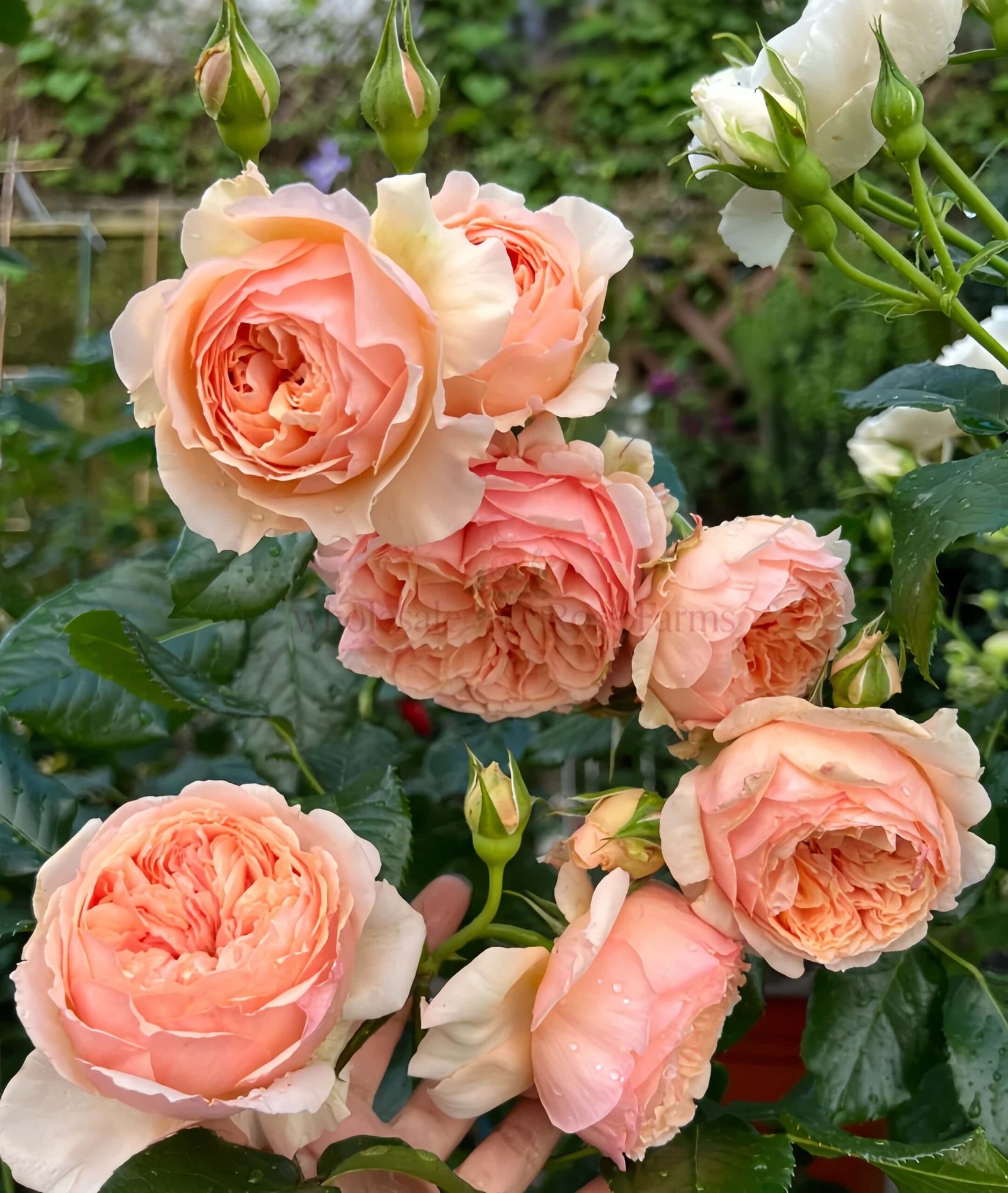 Masora Rose丨Wholesale Rose Farms