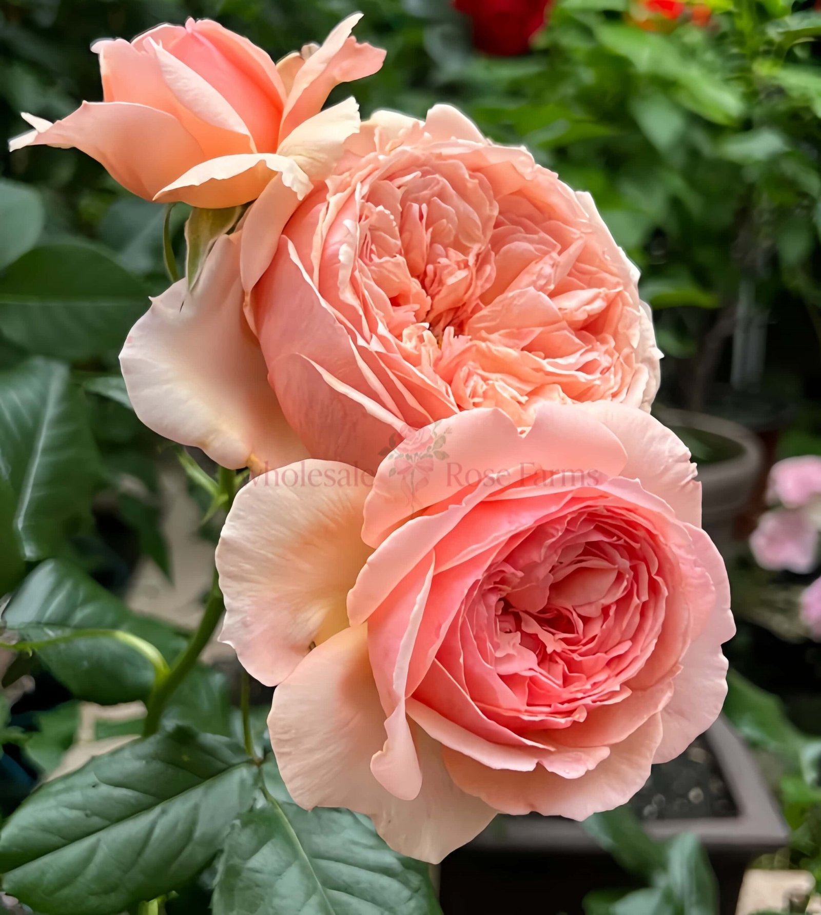 Masora Rose plant丨Wholesale Rose Farms