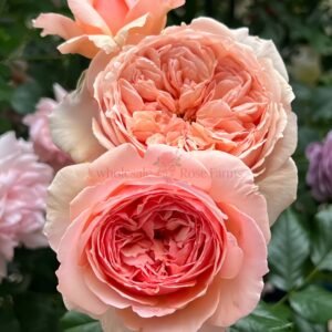 Masora Rose for Wholesale丨Wholesale Rose Farms