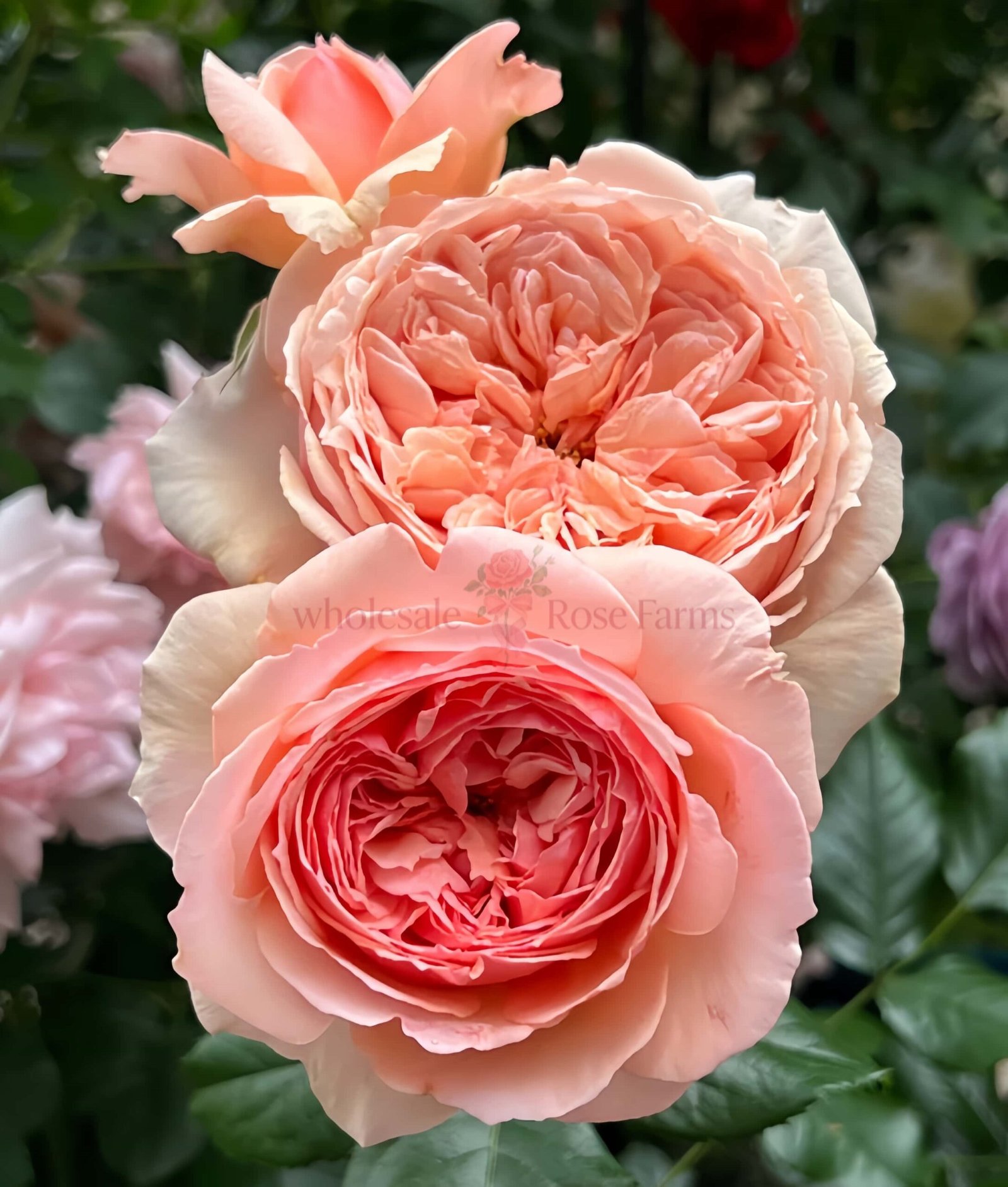 Masora Rose for Wholesale丨Wholesale Rose Farms