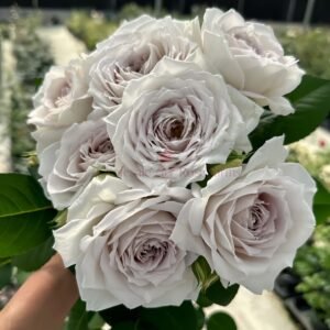 Milky Pearl Rose丨Wholesale Rose Farms