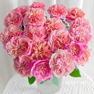 Miyabi Rose丨Wholesale Rose Farms