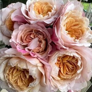 MiyabiCha Rose丨Wholesale Rose Farms