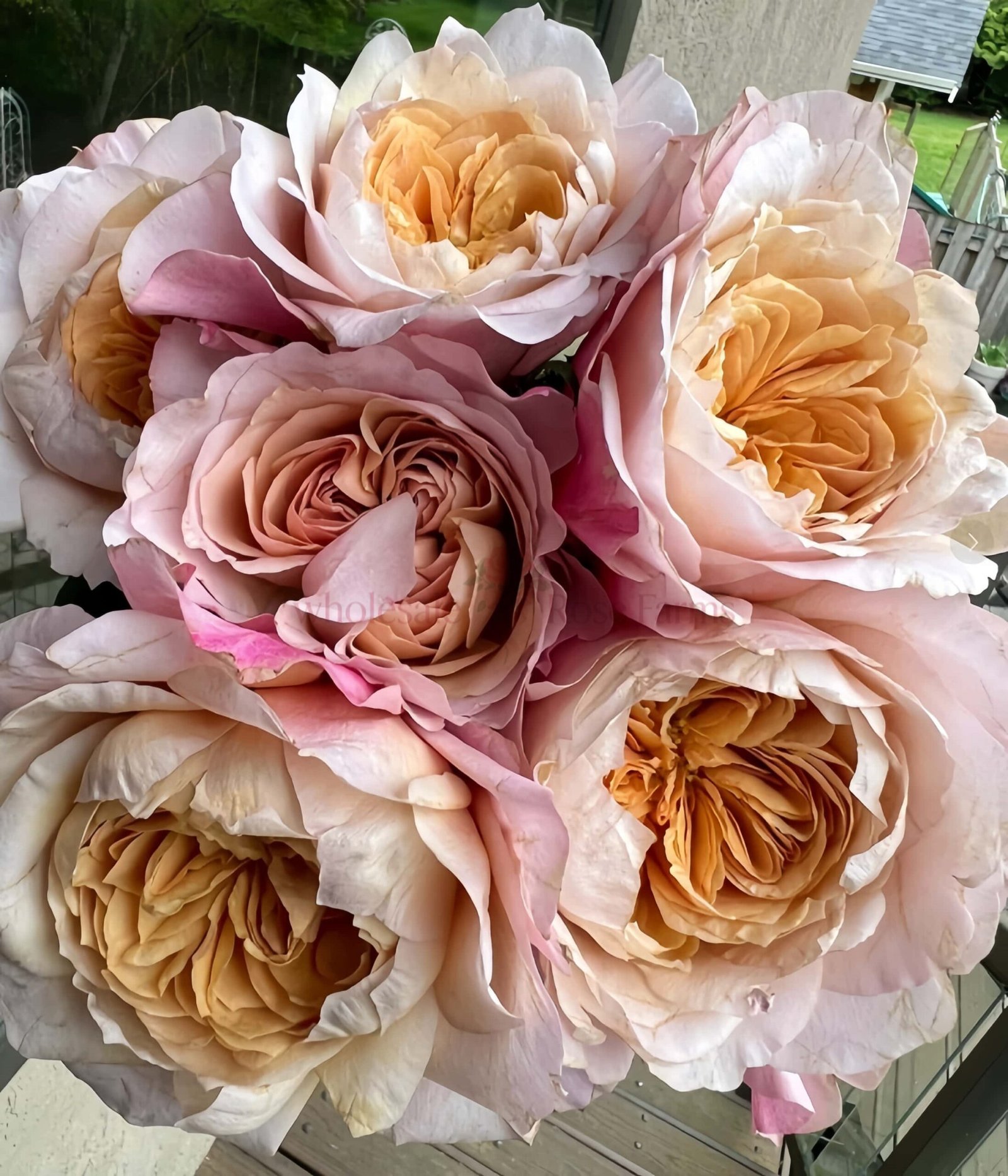 MiyabiCha Rose丨Wholesale Rose Farms