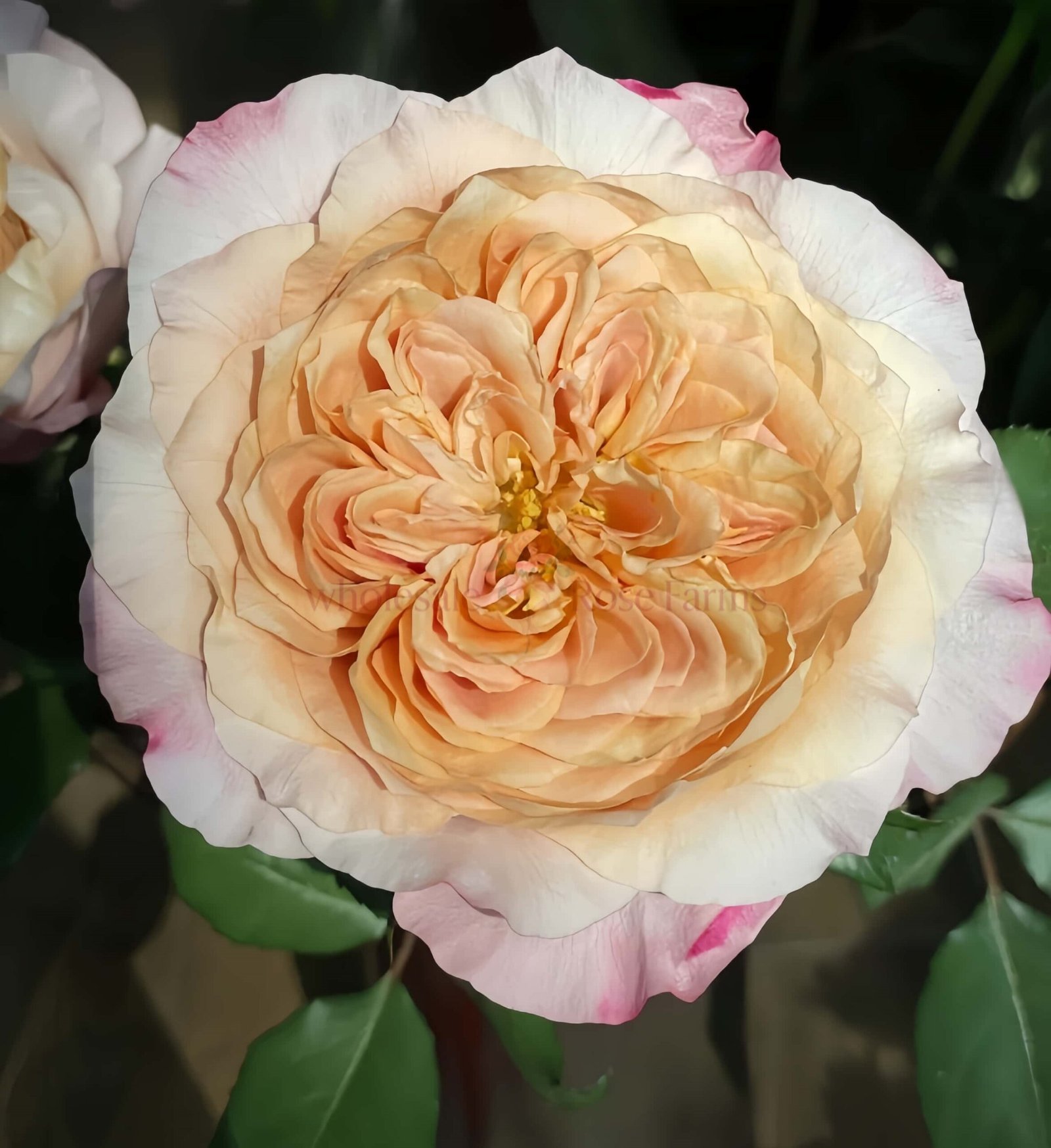 MiyabiCha Rose for Wholesale丨Wholesale Rose Farms