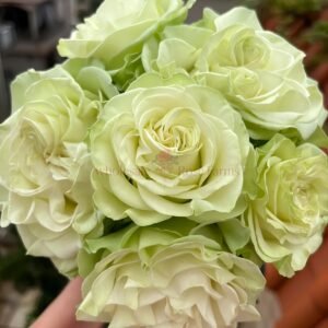 Moonstone Rose丨Wholesale Rose Farms