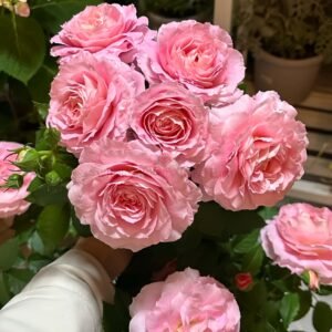 Neptune King Terrazza Rose plant丨Wholesale Rose Farms