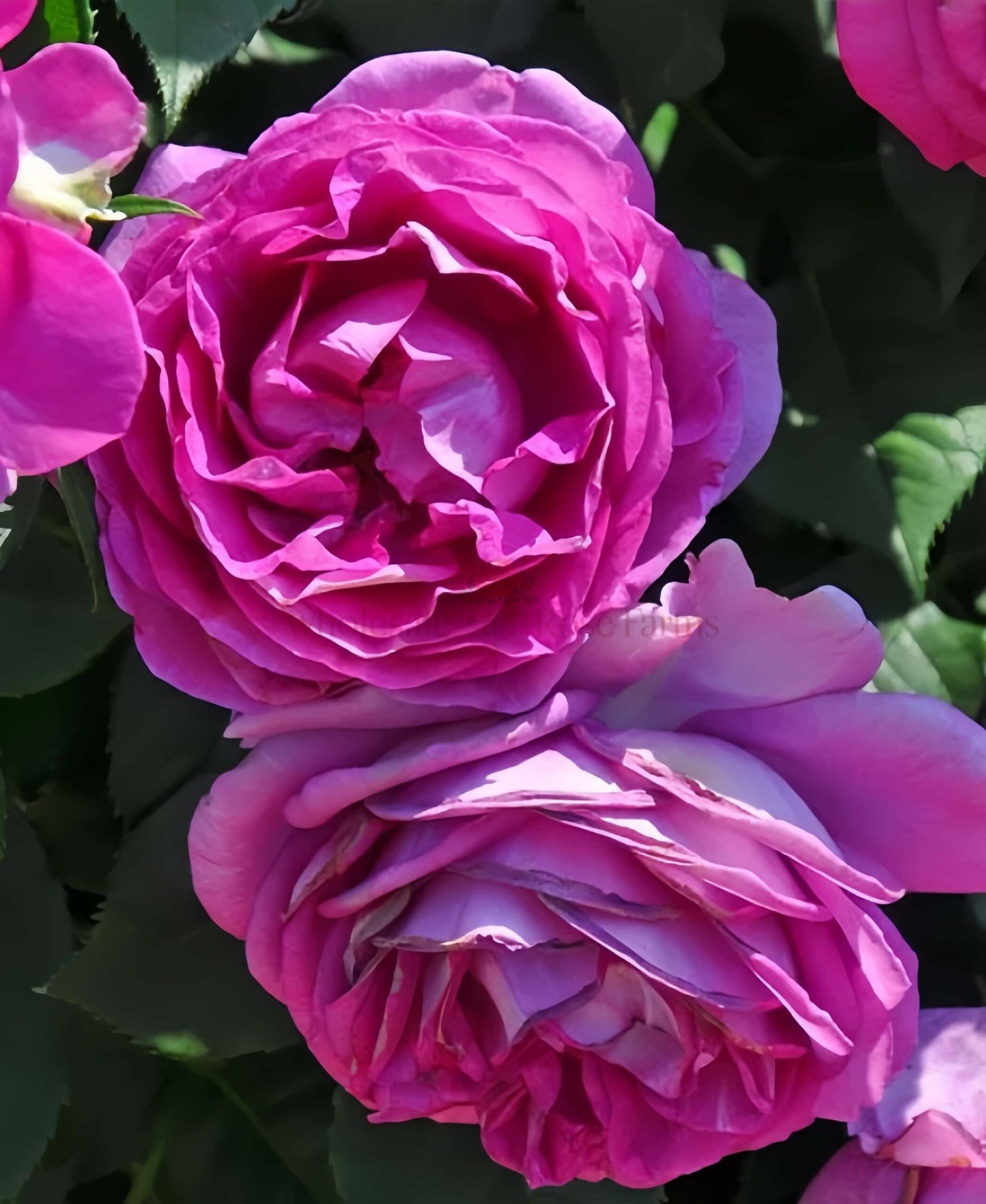 Odeur d'Amour (Breath of Love) Rose plant丨Wholesale Rose Farms