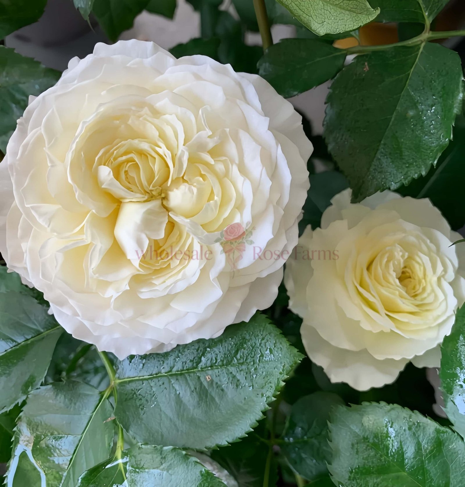 Patience Rose丨Wholesale Rose Farms