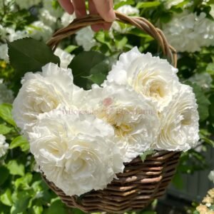 Patience Rose for Wholesale丨Wholesale Rose Farms