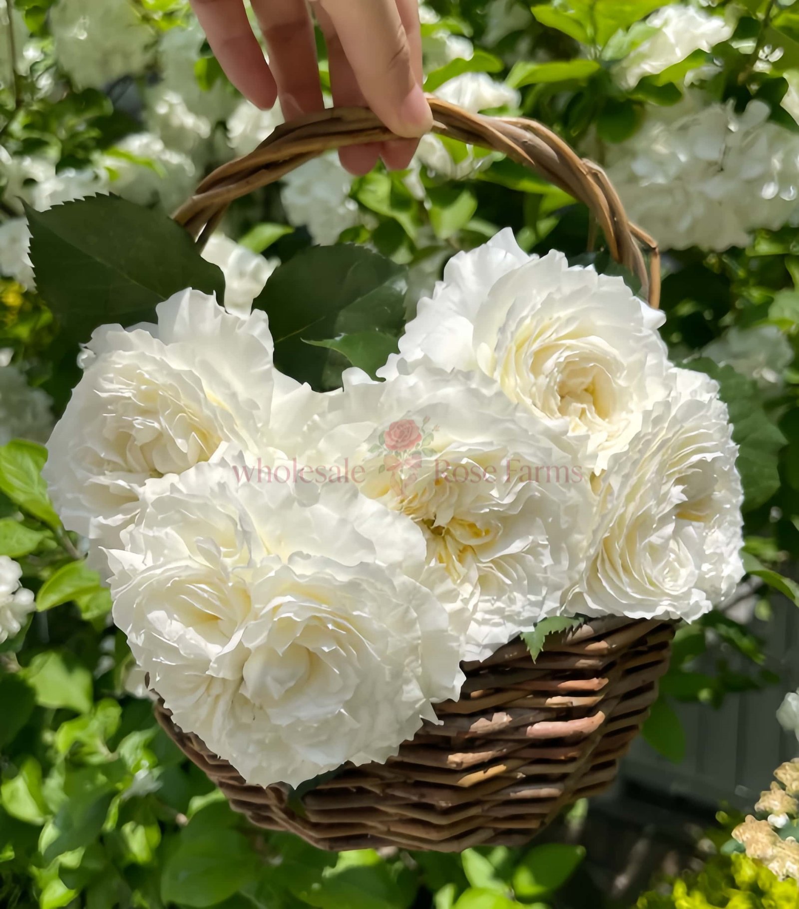 Patience Rose for Wholesale丨Wholesale Rose Farms
