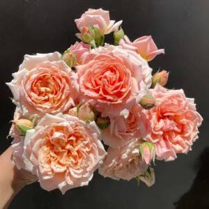Paul Bocuse Rose丨Wholesale Rose Farms