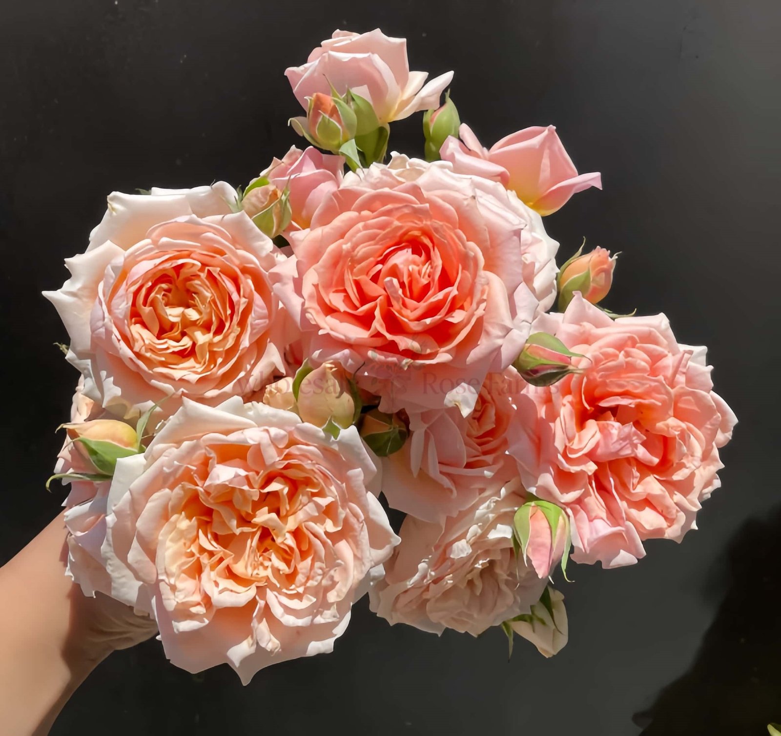 Paul Bocuse Rose丨Wholesale Rose Farms