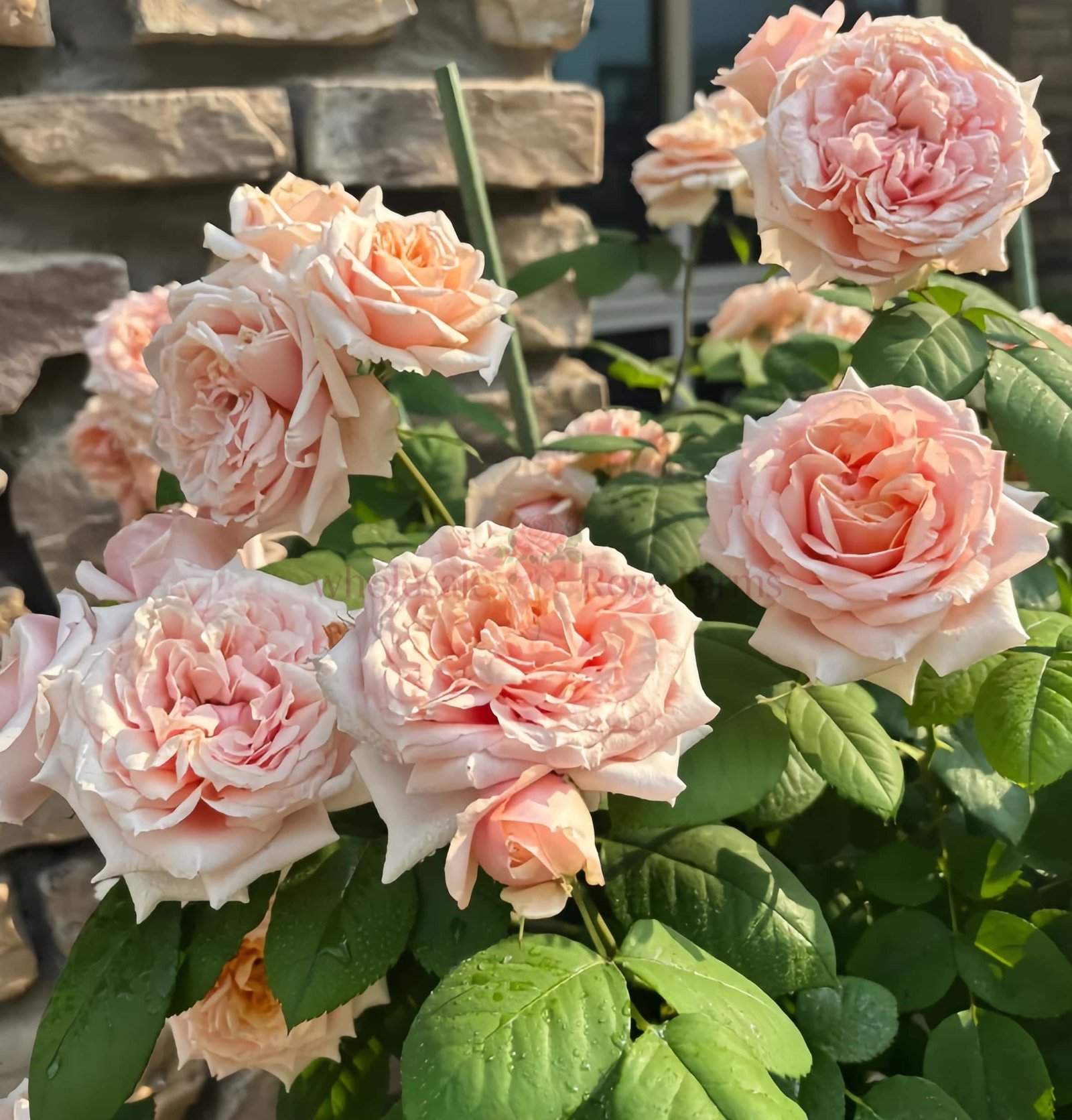 Paul Bocuse Rose plant丨Wholesale Rose Farms