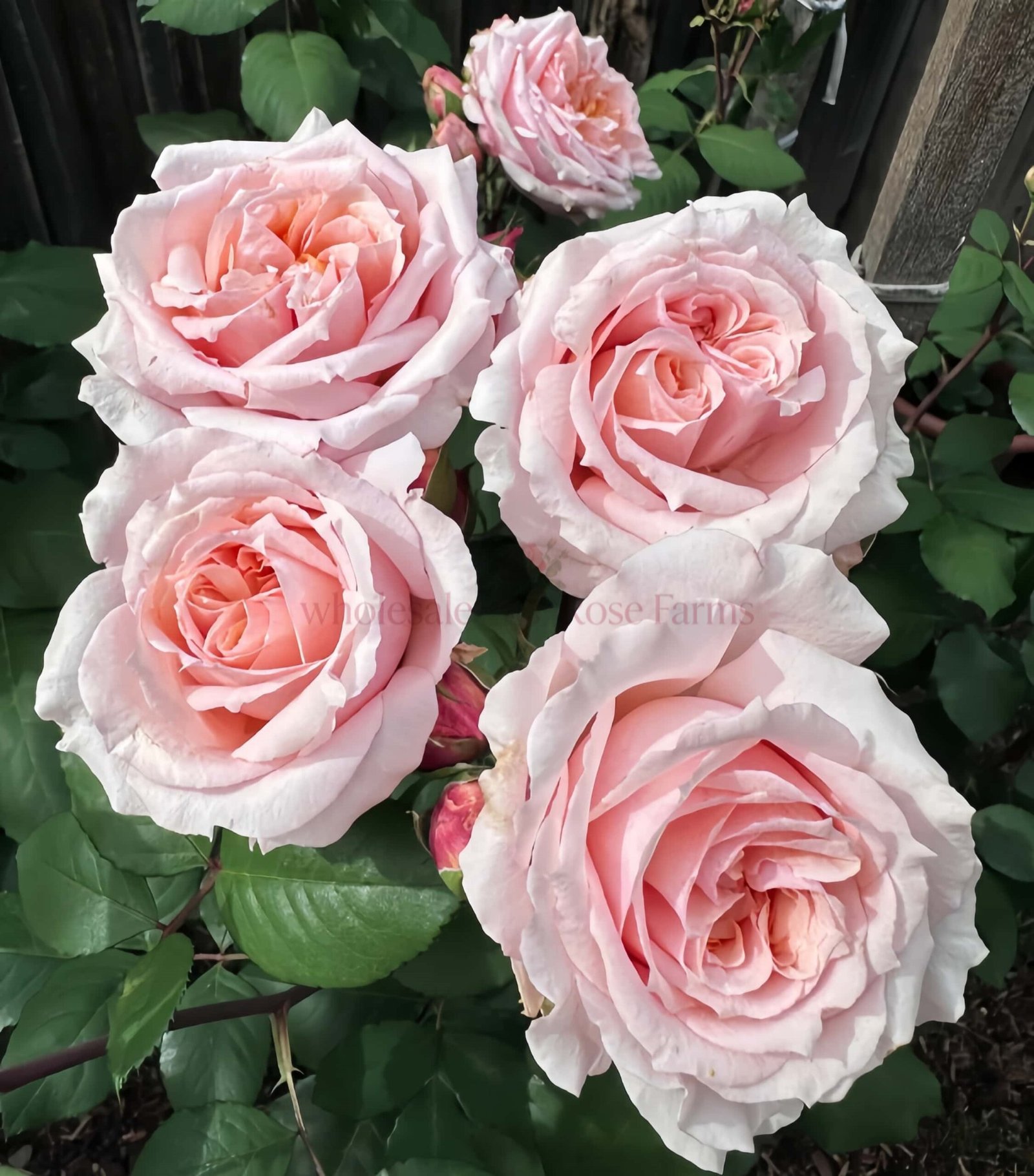 Paul Bocuse Rose for Wholesale丨Wholesale Rose Farms