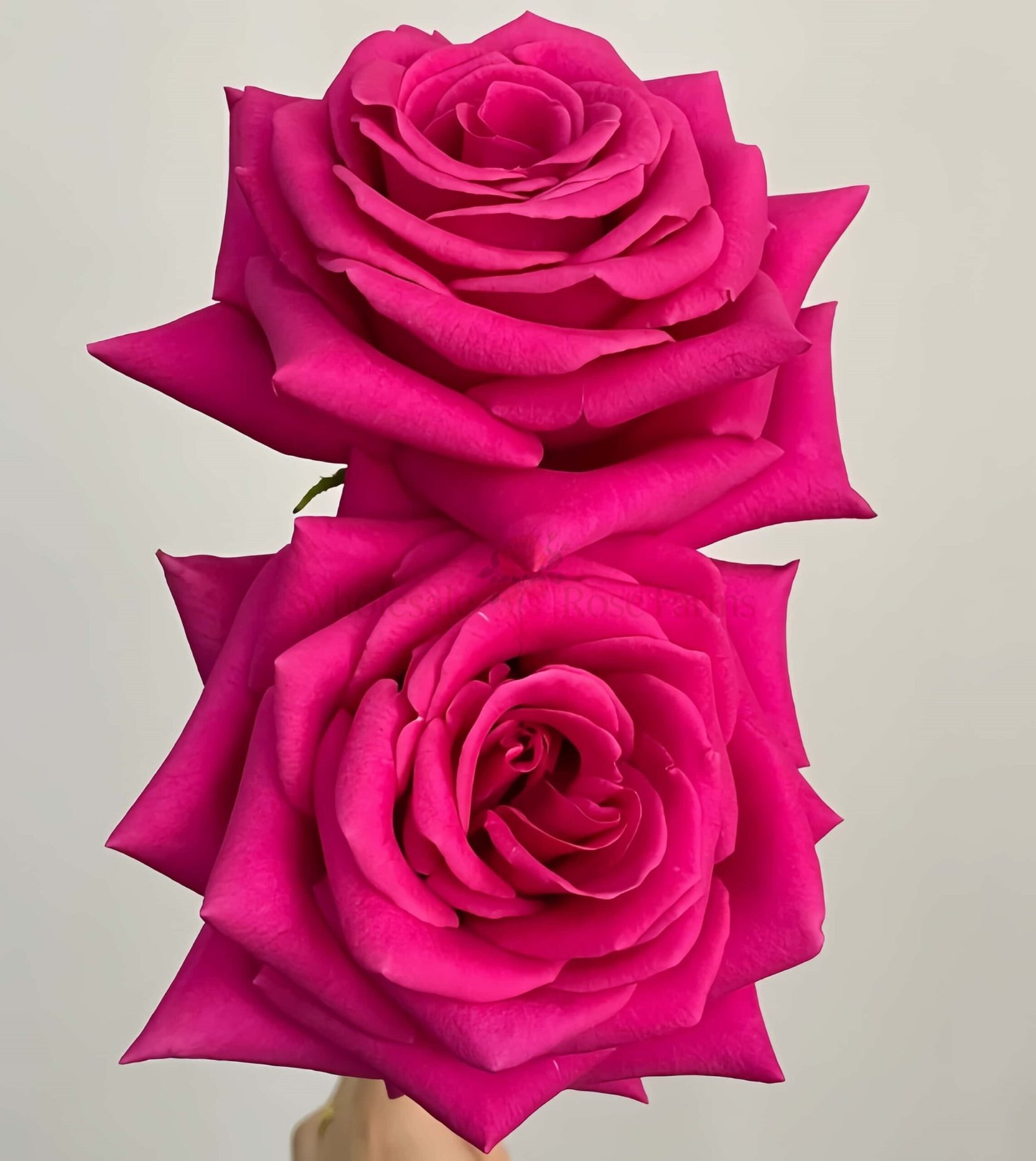Pink Floyd Rose for Wholesale丨Wholesale Rose Farms