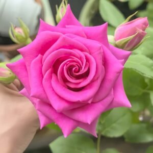 Pink Floyd Rose丨Wholesale Rose Farms