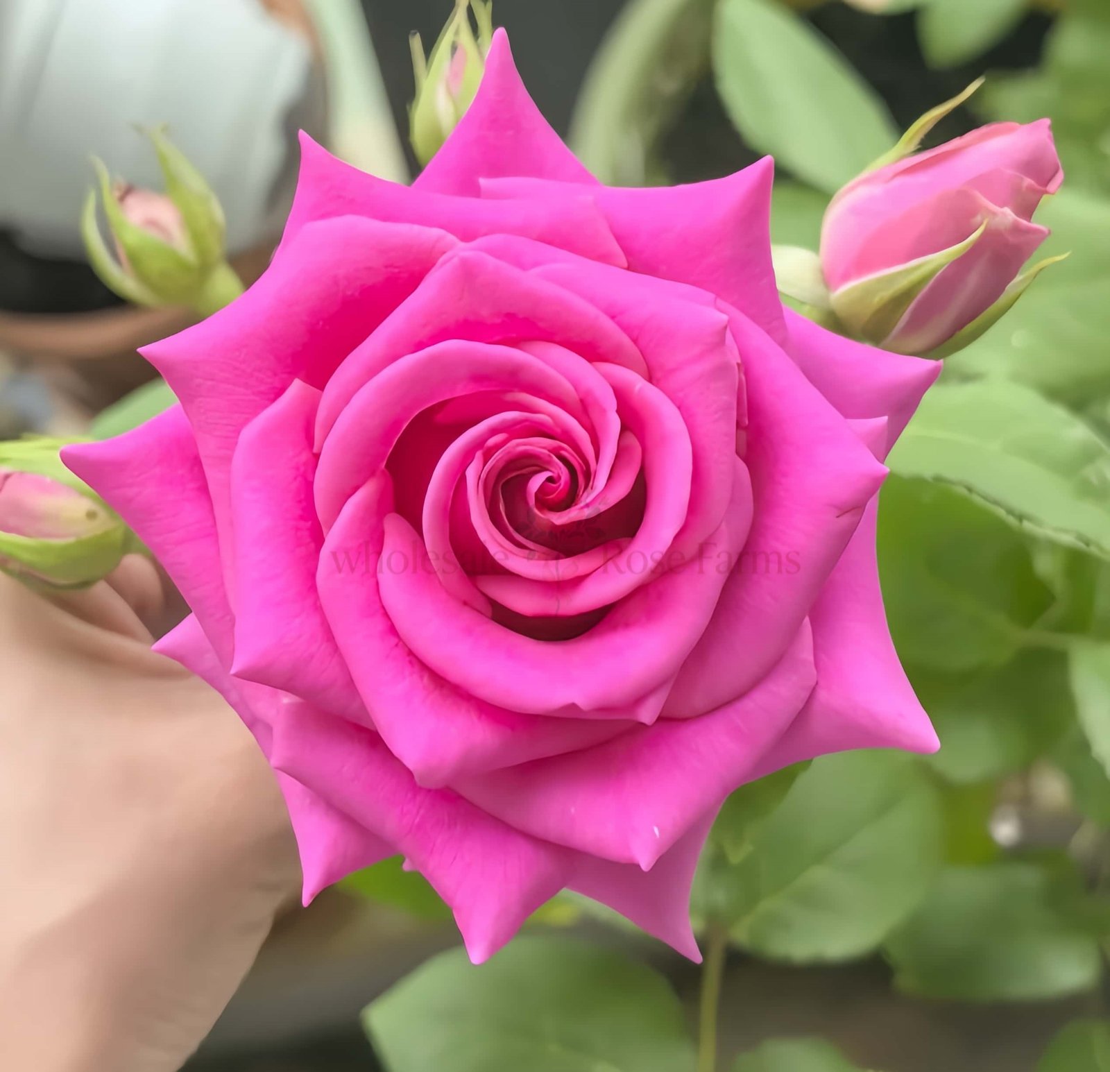 Pink Floyd Rose丨Wholesale Rose Farms