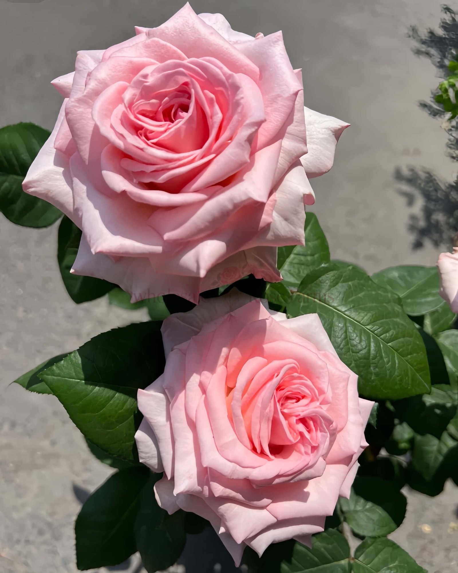 Pink O'Hara Rose丨Wholesale Rose Farms
