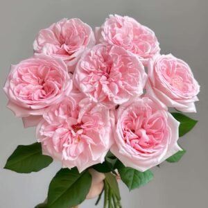 Pink O'Hara Rose plant丨Wholesale Rose Farms