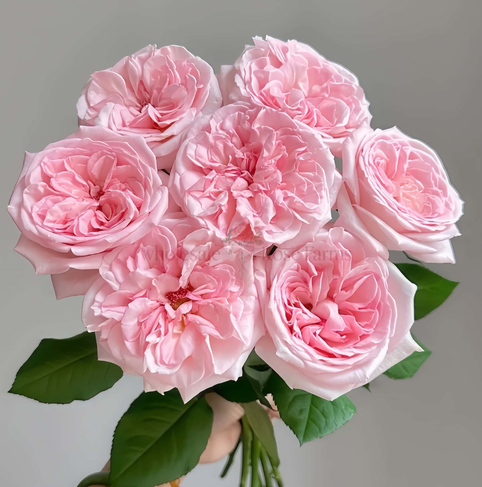 Pink O'Hara Rose plant丨Wholesale Rose Farms