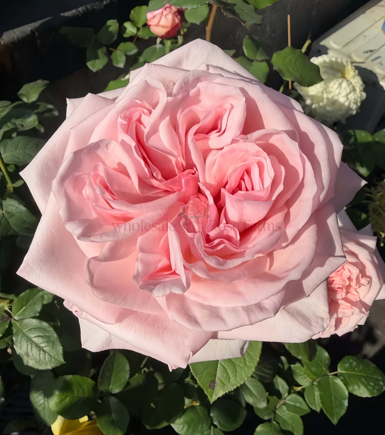 Pink O'Hara Rose for Wholesale丨Wholesale Rose Farms