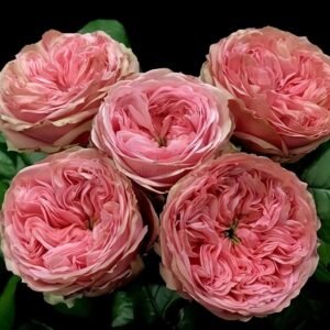 Pride of Jane Rose plant丨Wholesale Rose Farms