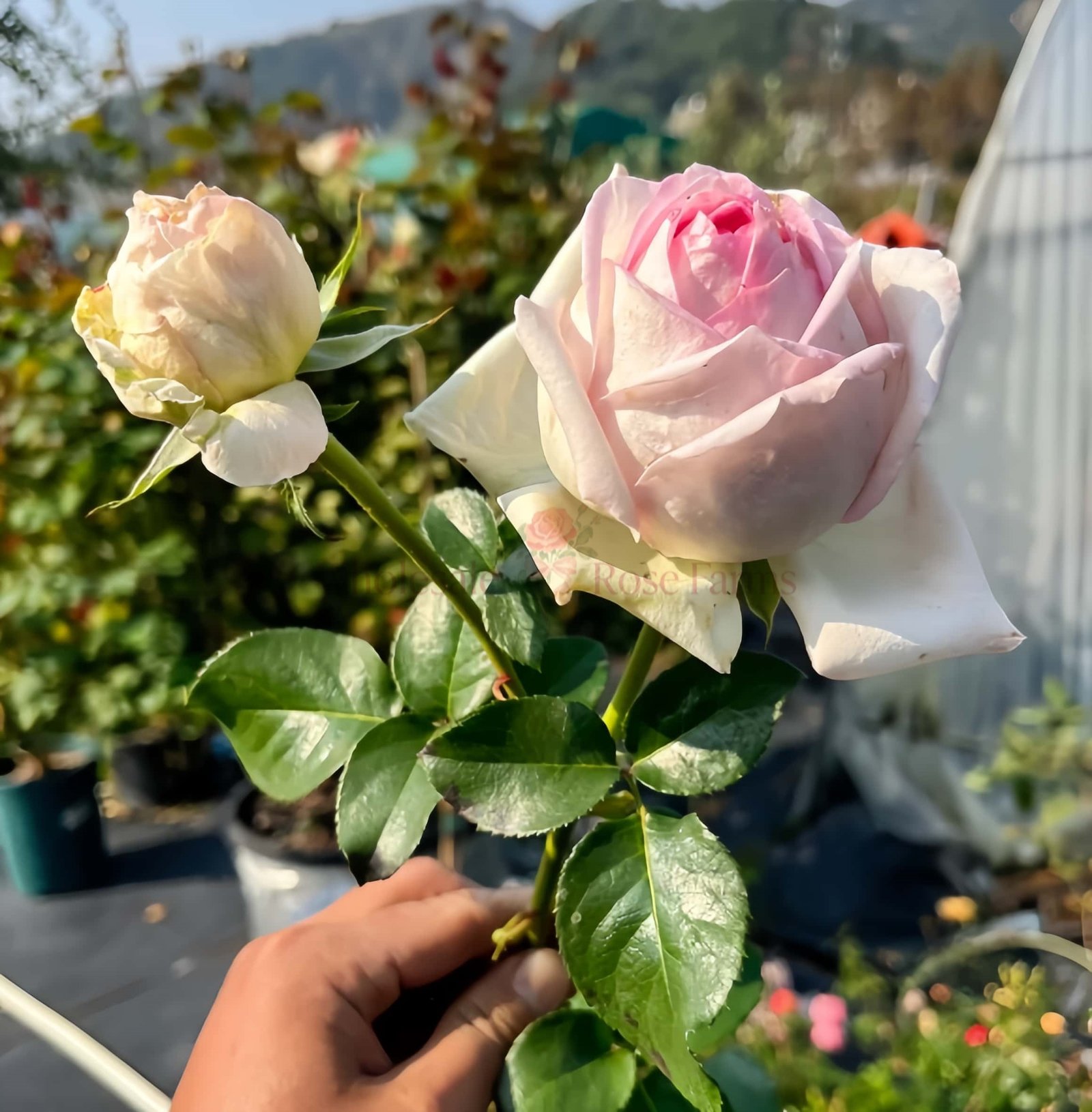 Ragazza (Milan Girl) Rose丨Wholesale Rose Farms
