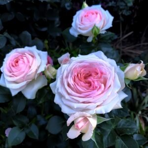 Ragazza (Milan Girl) Rose plant丨Wholesale Rose Farms