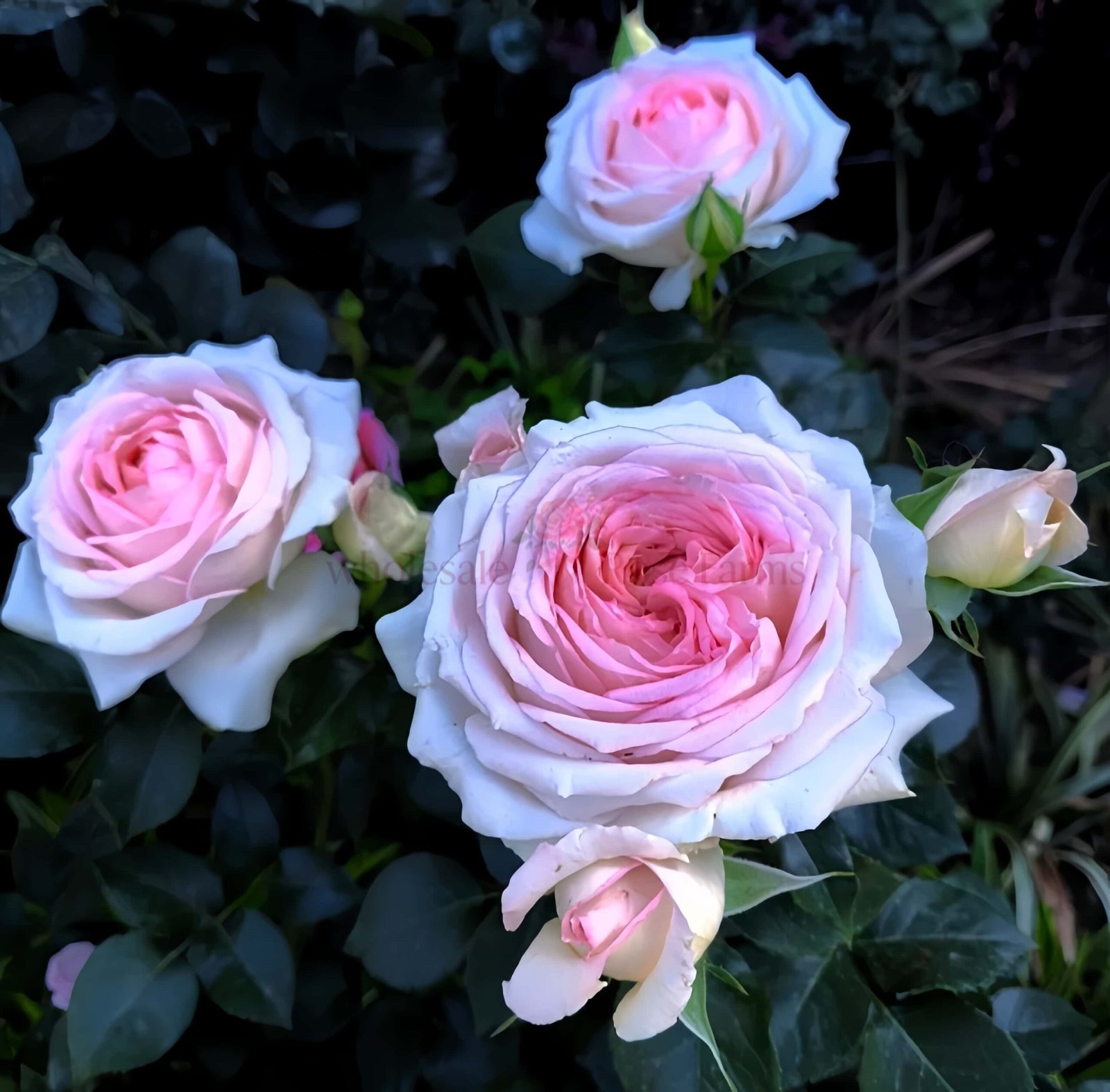 Ragazza (Milan Girl) Rose plant丨Wholesale Rose Farms