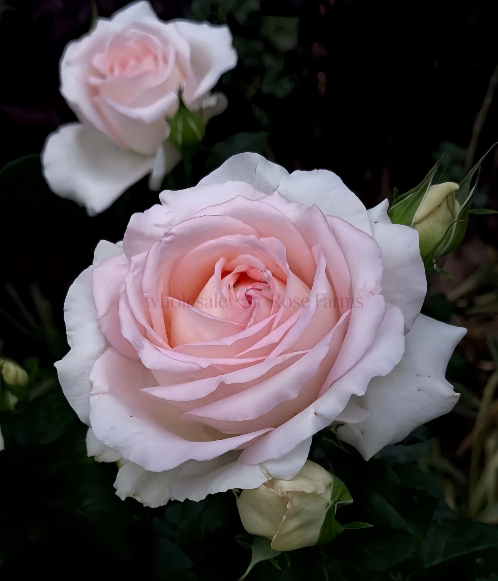 Ragazza (Milan Girl) Rose for Wholesale丨Wholesale Rose Farms