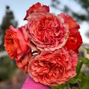 Red Coral Rose plant丨Wholesale Rose Farms