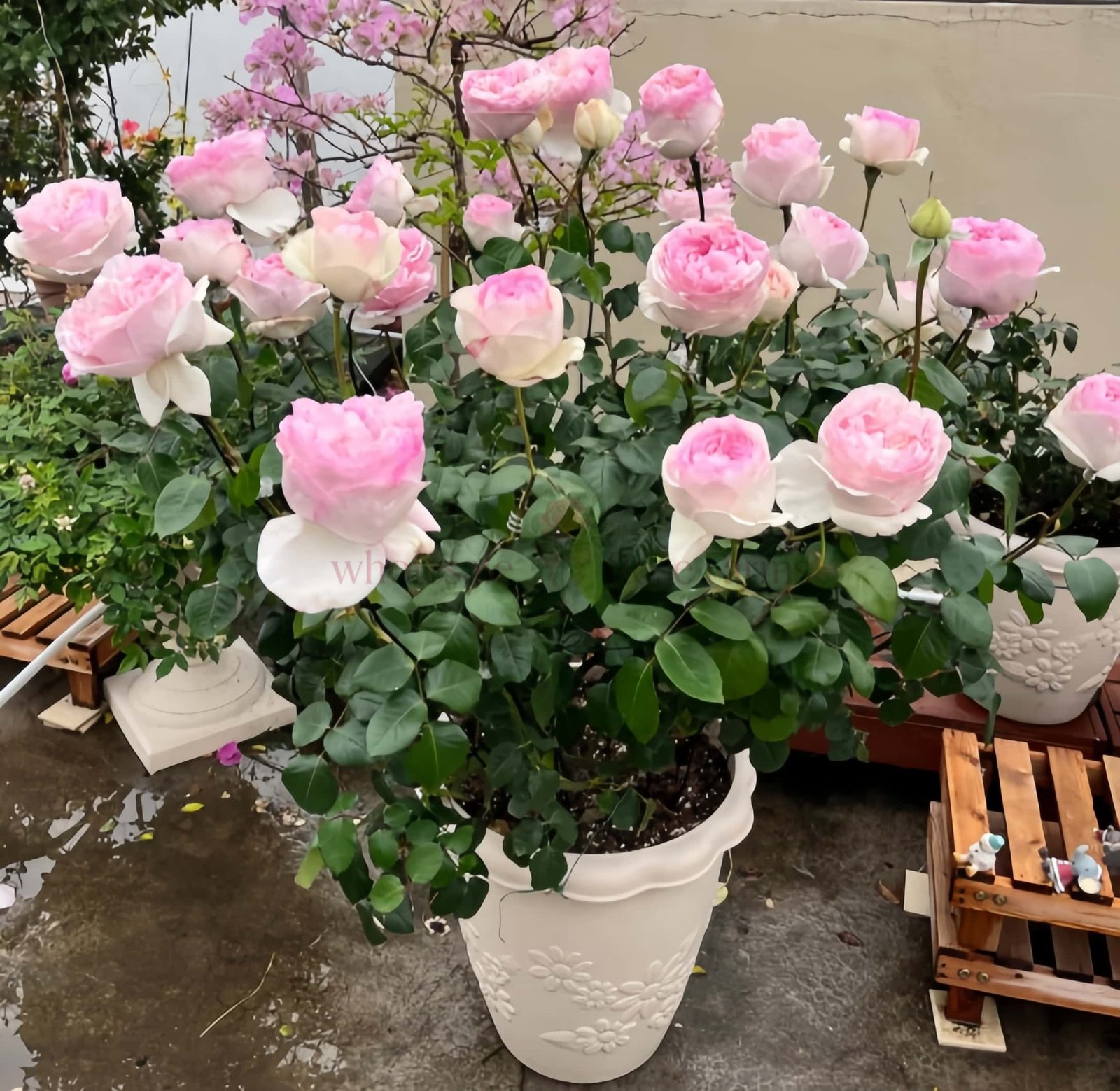 Respride Fille (Yves Maiden Heart) Rose丨Wholesale Rose Farms