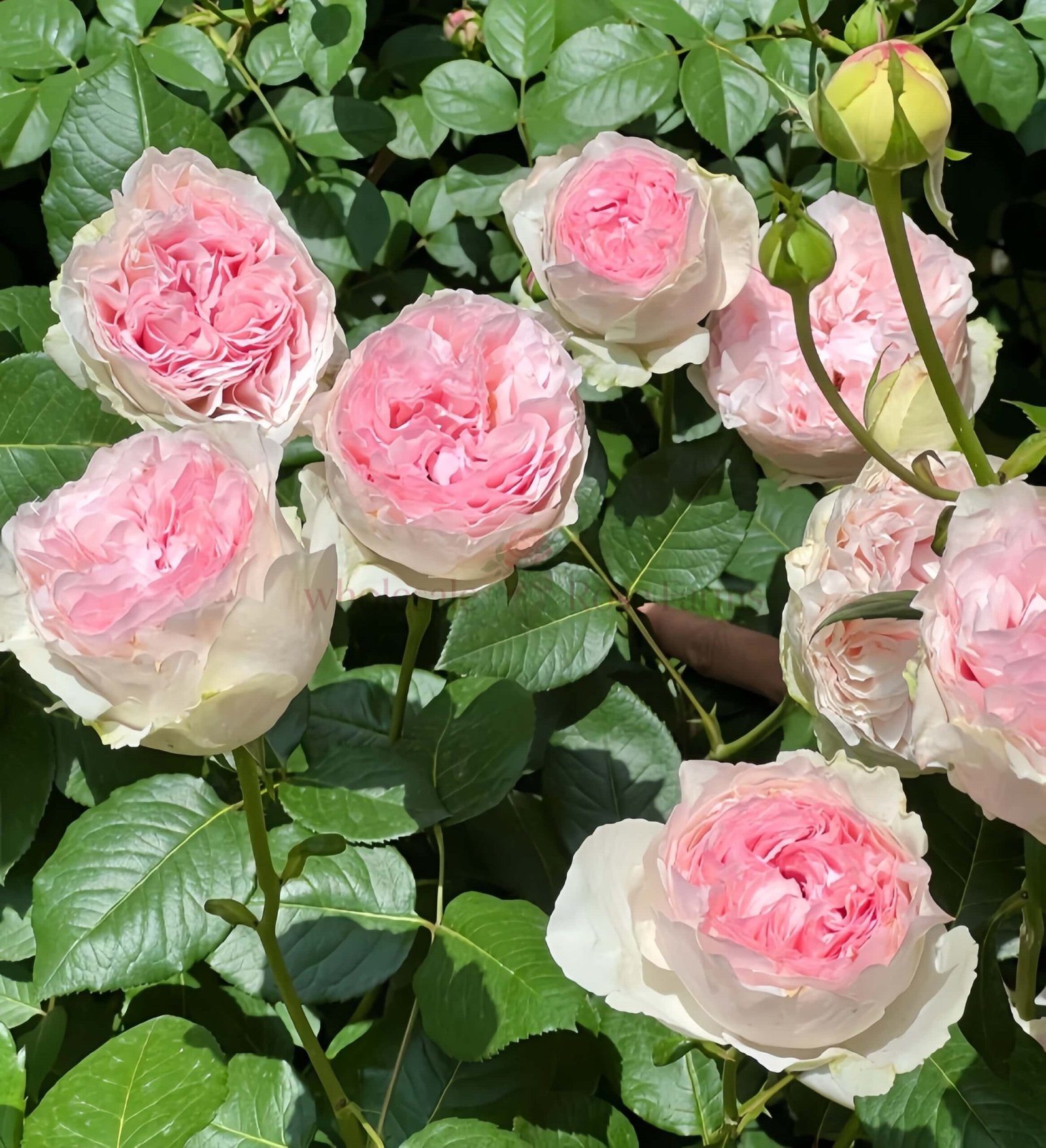 Respride Fille (Yves Maiden Heart) Rose plant丨Wholesale Rose Farms