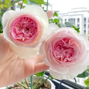 Respride Fille (Yves Maiden Heart) Rose for Wholesale丨Wholesale Rose Farms