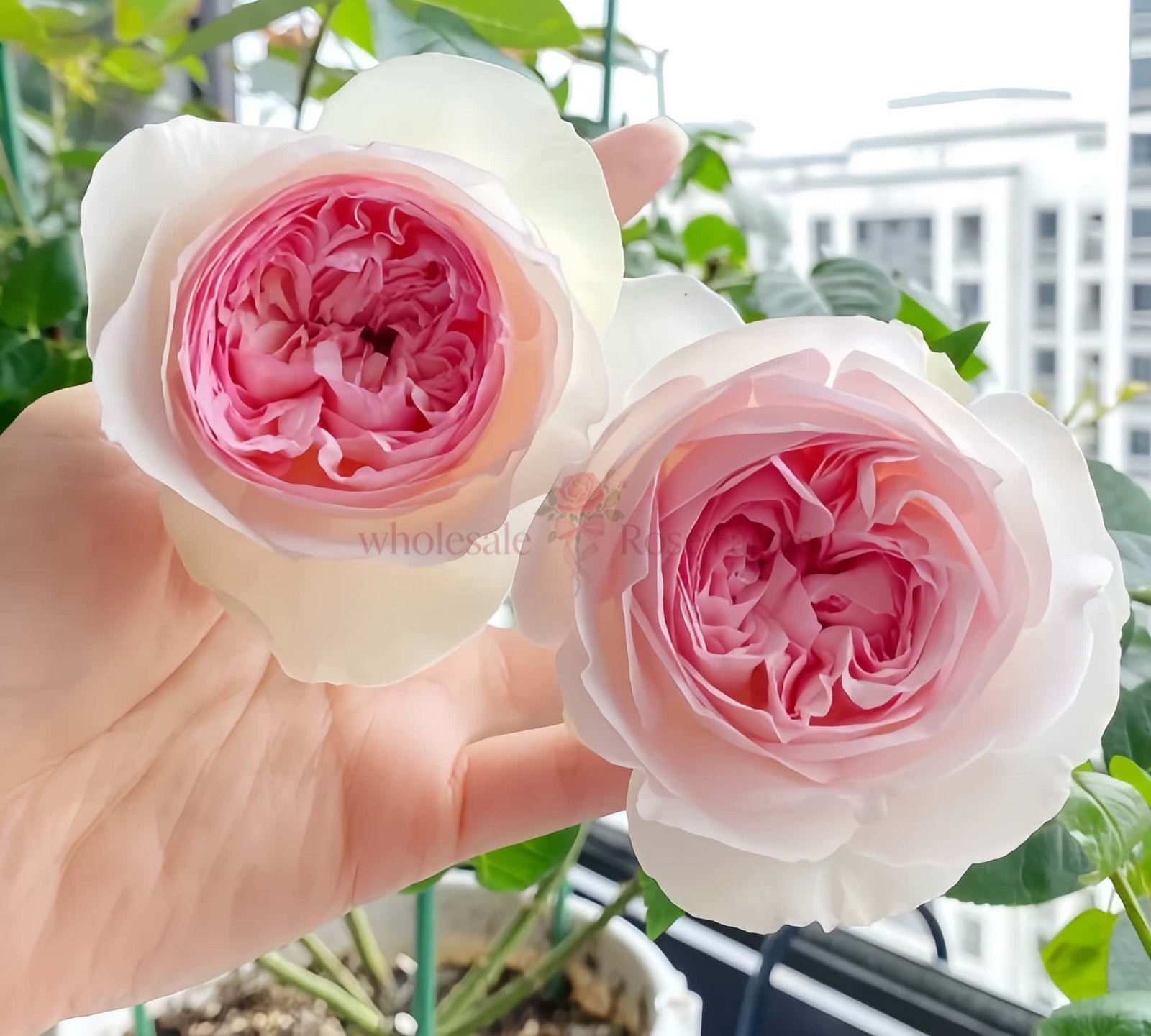 Respride Fille (Yves Maiden Heart) Rose for Wholesale丨Wholesale Rose Farms