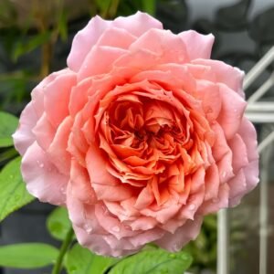 Romantic Antike Rose for Wholesale丨Wholesale Rose Farms