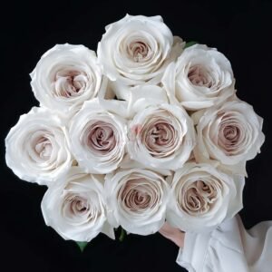 Silver Lining Rose plant丨Wholesale Rose Farms