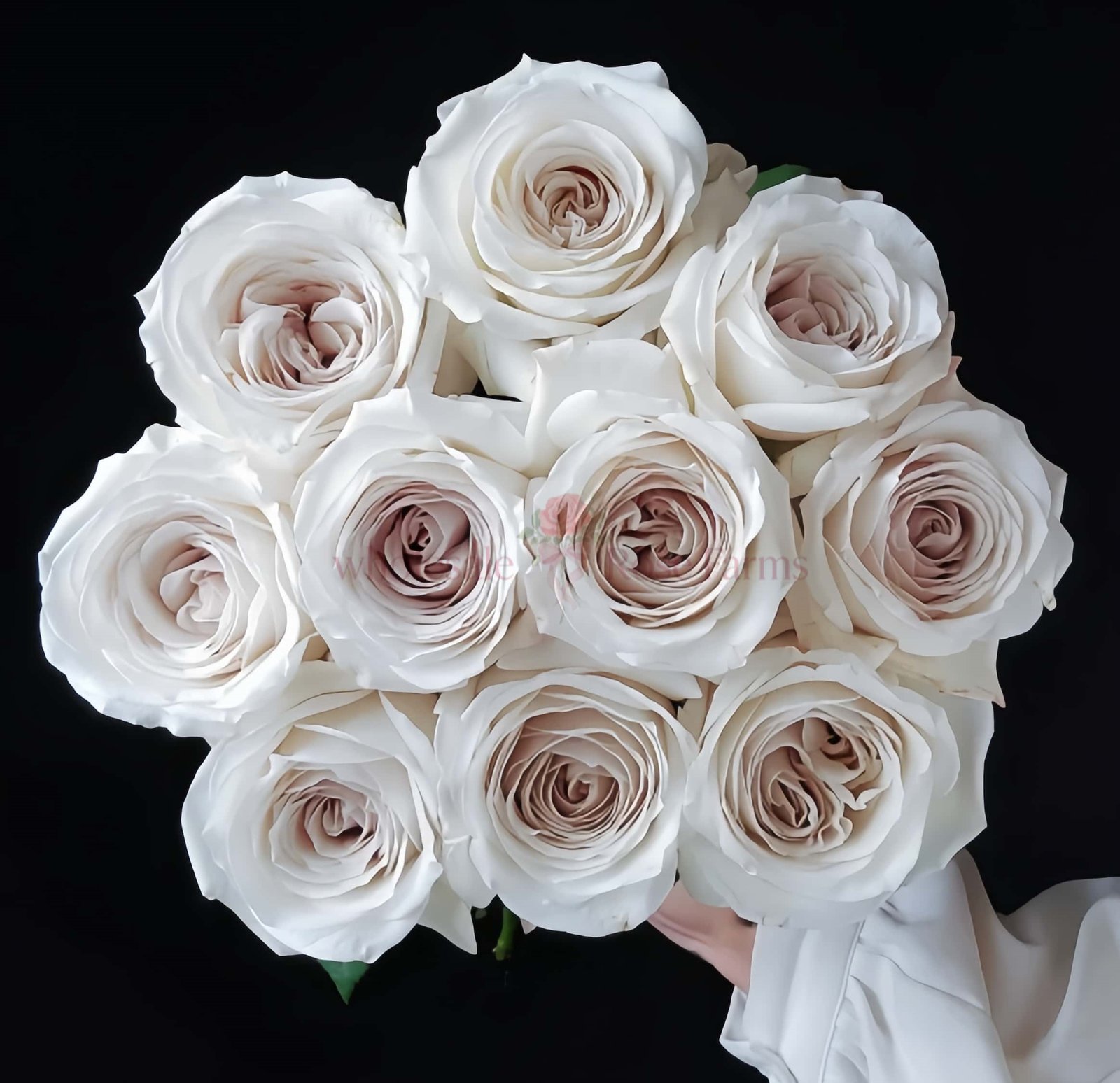 Silver Lining Rose plant丨Wholesale Rose Farms