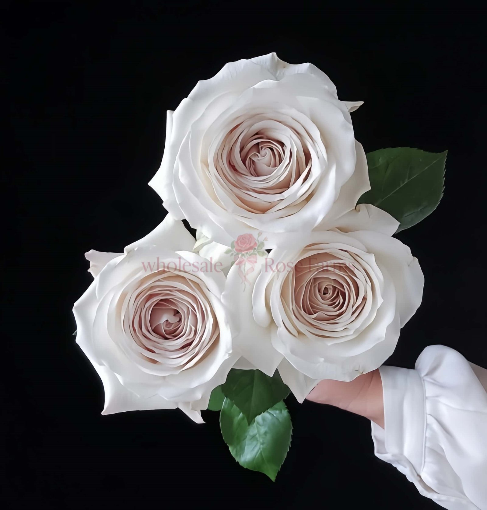 Silver Lining Rose丨Wholesale Rose Farms